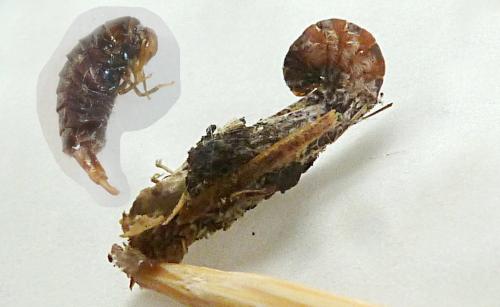 Proutia betulina